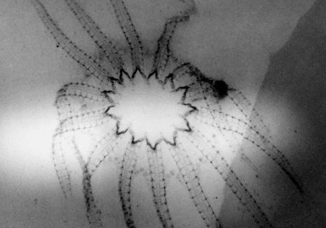 Bundenbach_Fossilien_Galerie