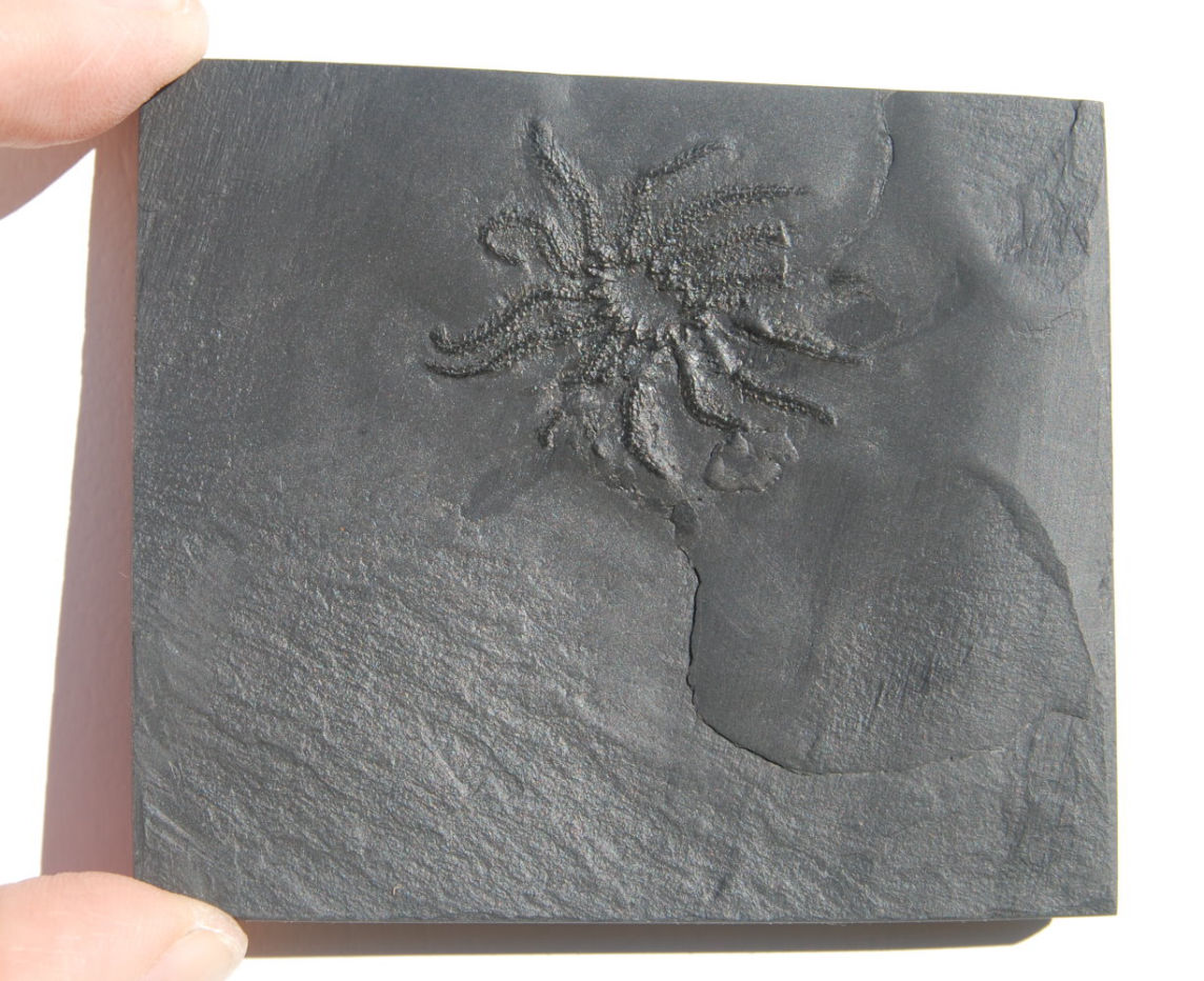 Medusaster rhenanus_Bundenbach