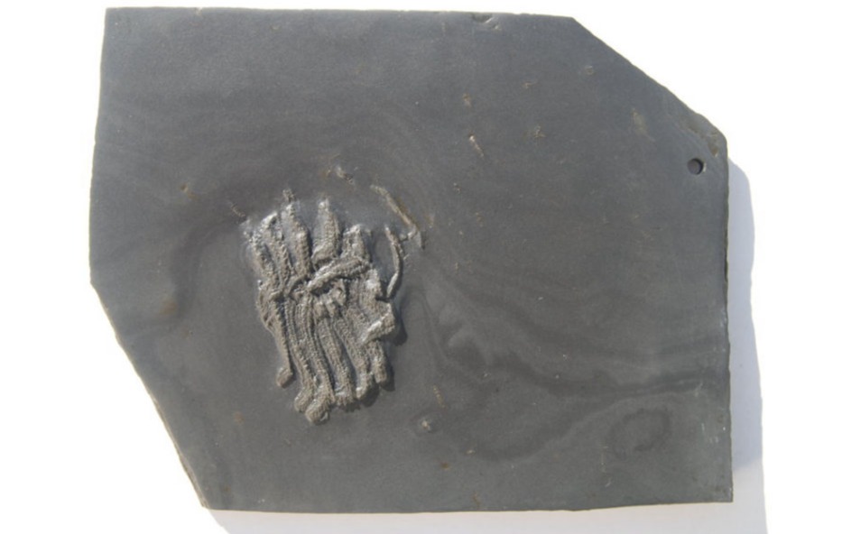 Medusaster rhenanus_Bundenbach