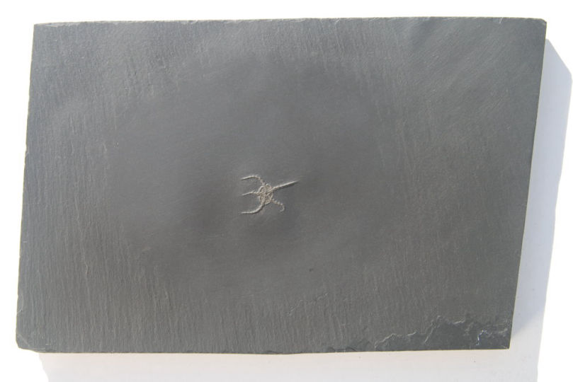 Ophiurina lymani_Bundenbach