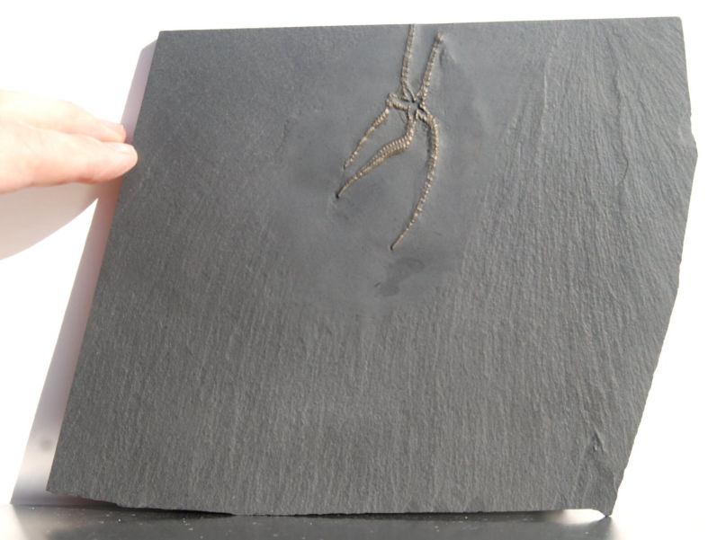 Furcaster palaeozoicus_Bundenbach