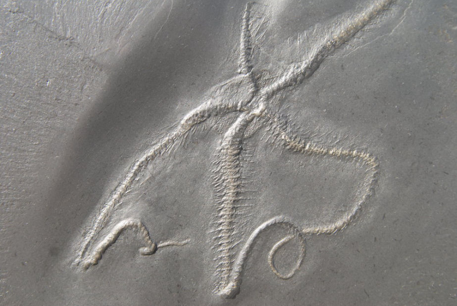 Eospondylus primigenius_Bundenbach_Detail