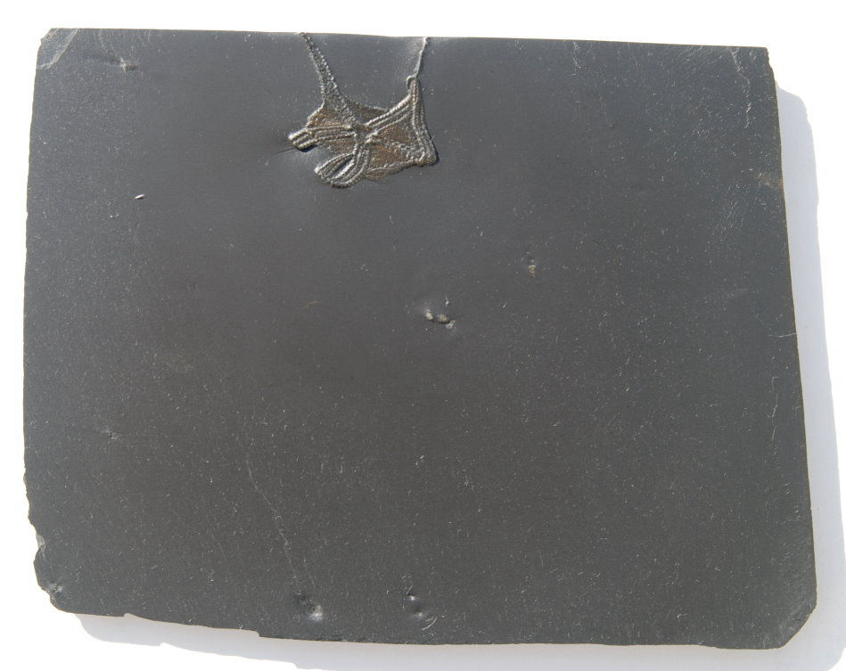 Encrinaster roemeri_Bundenbach