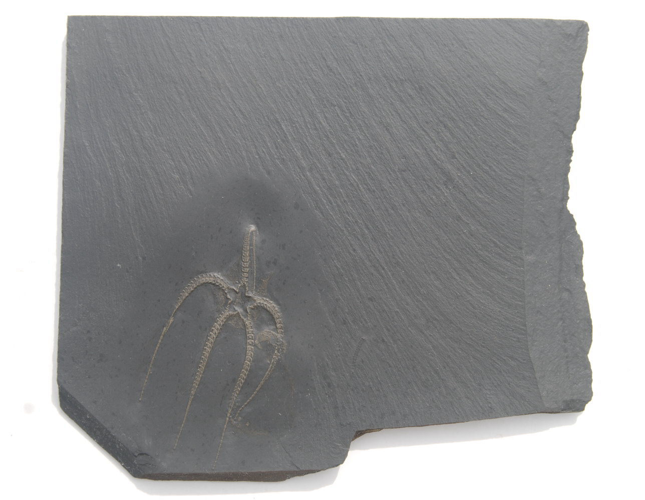 Furcaster palaeozoicus_Bundenbach