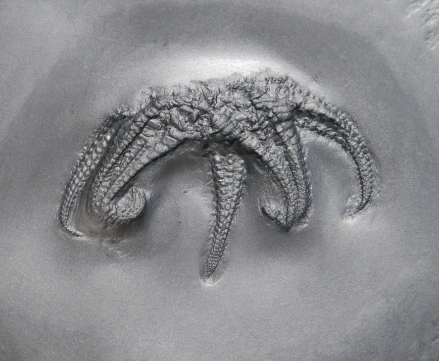 Euzonosoma tischbeinianum_Bundenbach_zoom